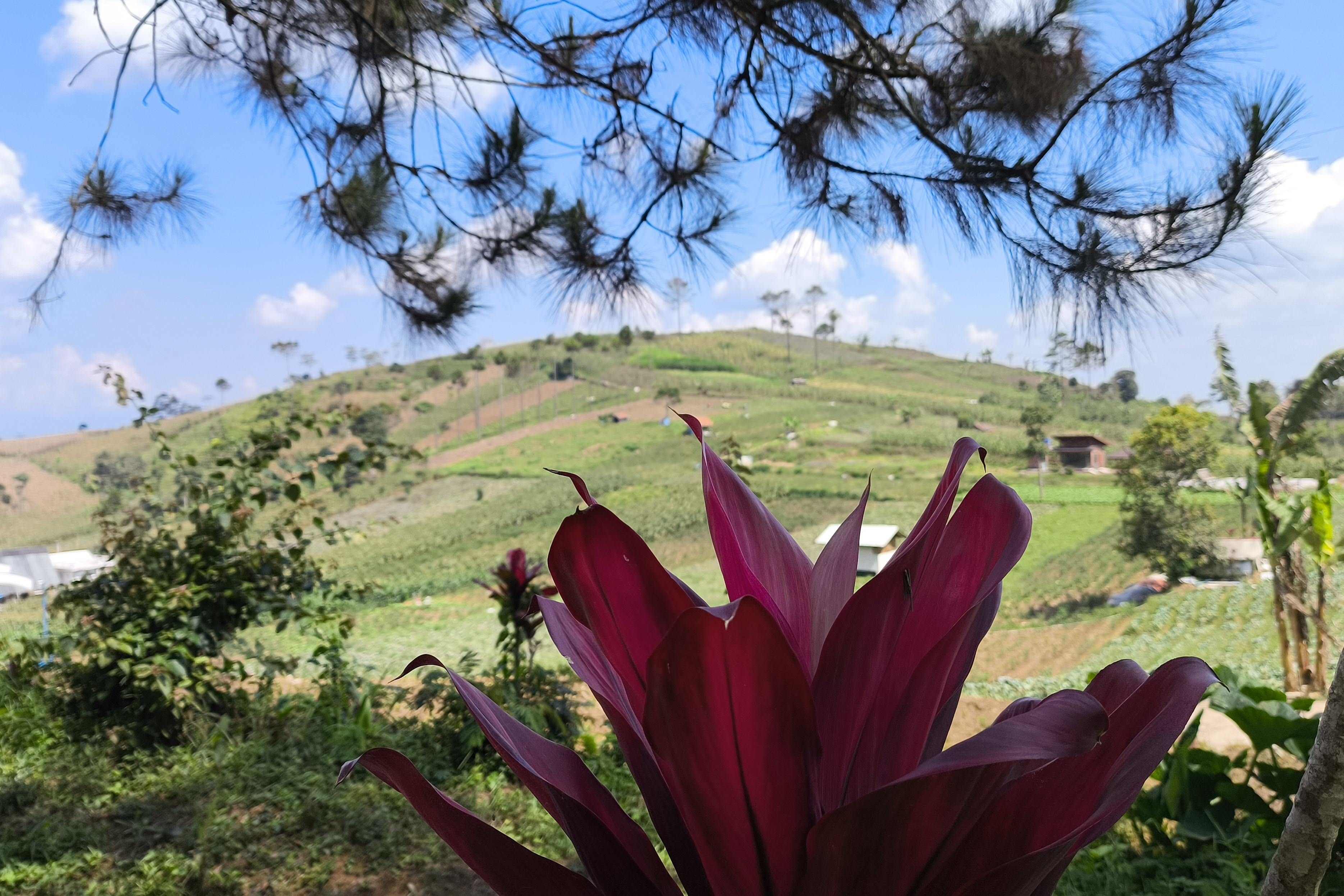 Bukit Pasir Batang yang Dikenal juga "Bukit Teletubies"