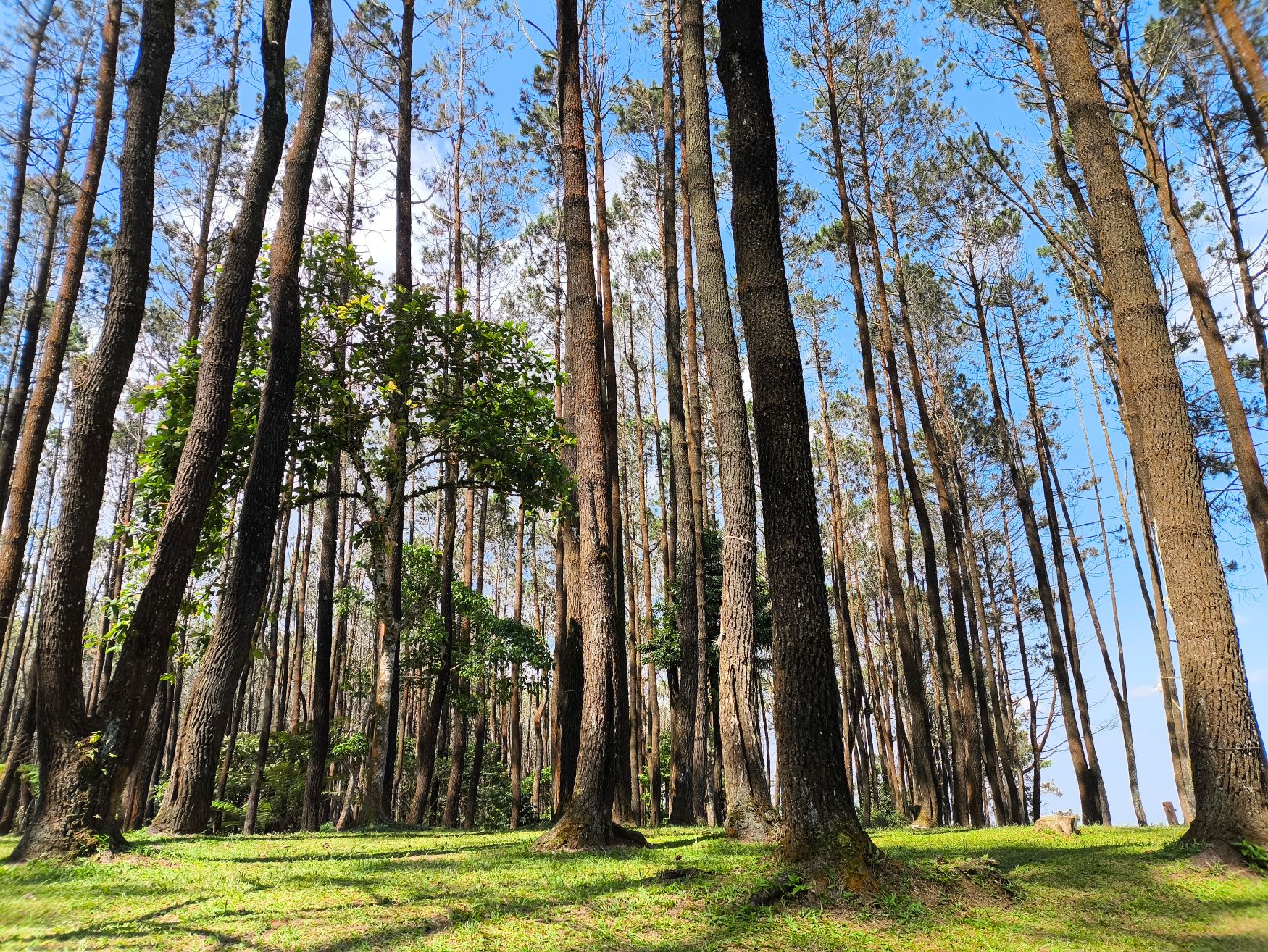 Keindahan Tegakan Pinus Pasir Batang